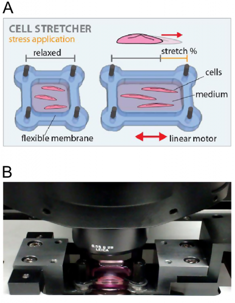 Cell Stretcher Biophysics Group